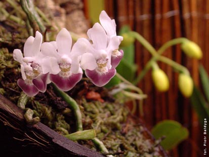 Orchidalia w Oran�erii
