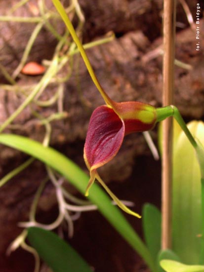 Orchidalia w Oran�erii
