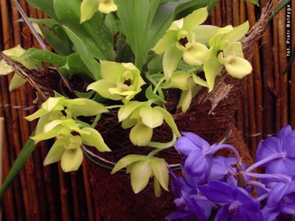 Orchidalia w Oran�erii
