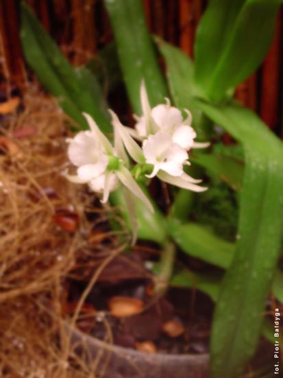 Orchidalia w Oran�erii
