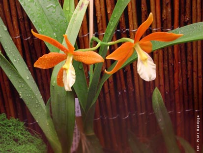 Orchidalia w Oran�erii
