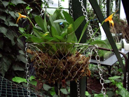 Orchidalia w Oran�erii
