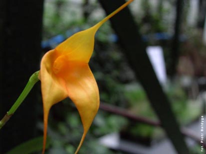 Orchidalia w Oran�erii
