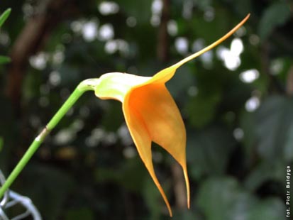 Orchidalia w Oran�erii
