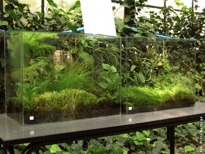 Orchidalia w Oran�erii
