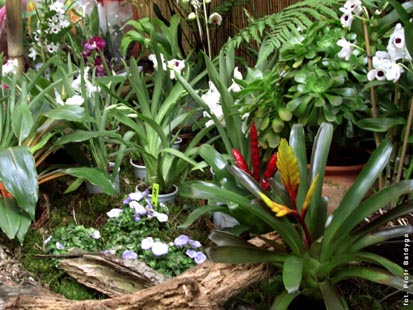 Orchidalia w Oran�erii
