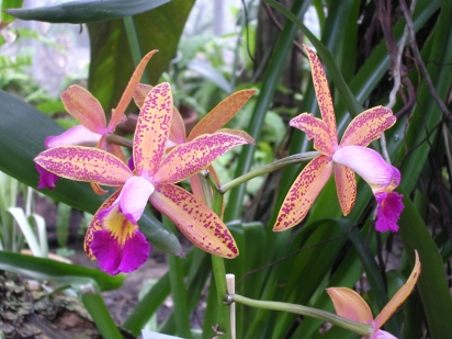 Orchideon 2005
