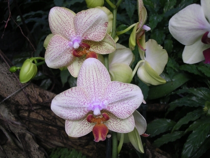 Orchideon 2005
