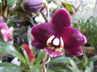 Orchideon 2005
