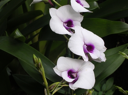 Orchideon 2005
