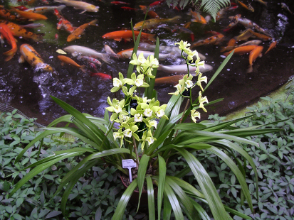 Cymbidium
