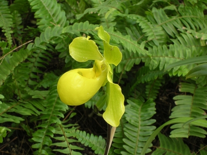 Paph
