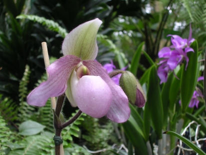 Paph
