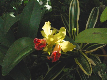 Cattleya
