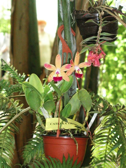 Cattleya 'Tropical Pointer'
