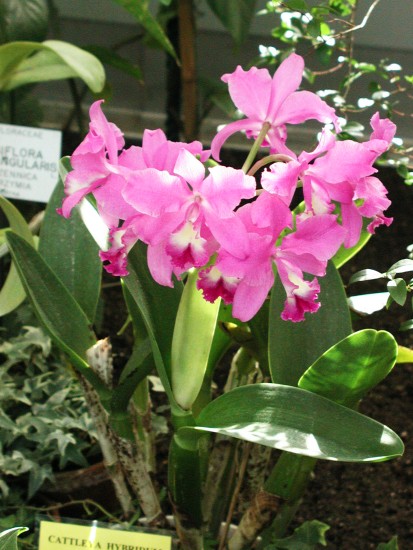 Cattleya hybryda
