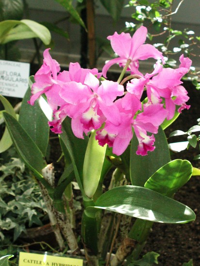 Cattleya hybryda
