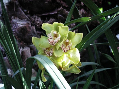 Cymbidium hybryda
