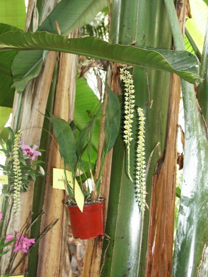 Dendrochilum cobianum
