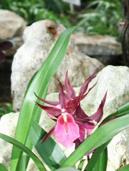 Miltassia Cairus 'New River' close-up
