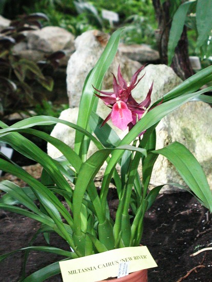 Miltassia Cairus 'New River' whole
