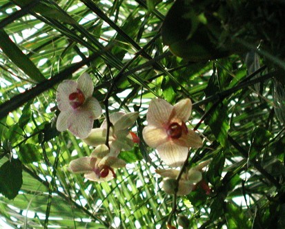 Phalaenopsis hybryda
