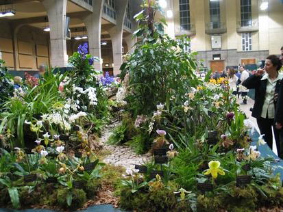 RHS International Orchid Show
