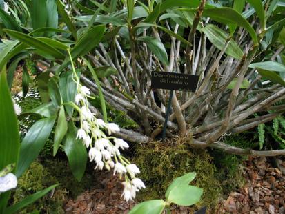 RHS International Orchid Show - Dendrobium delicatum
