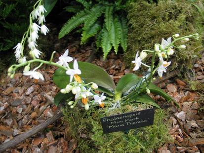 RHS International Orchid Show - Phalaenopsis Mini Mark 'Maria Theresa'
