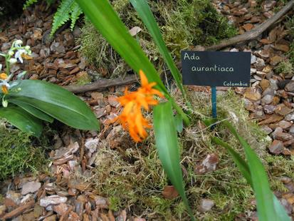 RHS International Orchid Show - Ada aurantiaca
