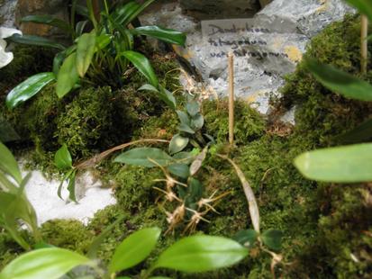 RHS International Orchid Show - Dendrobium tetragonum var. tetragonum
