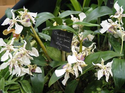 RHS International Orchid Show - Dendrobium Kips Special x atroviolaceum
