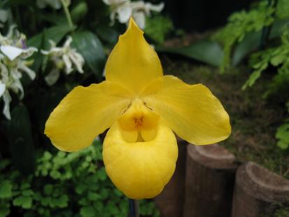RHS International Orchid Show - Paphiopedilum armeniacum 'Marguerite'
