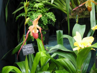 RHS International Orchid Show - Phragmipedium Belle Hogue 'Point'
