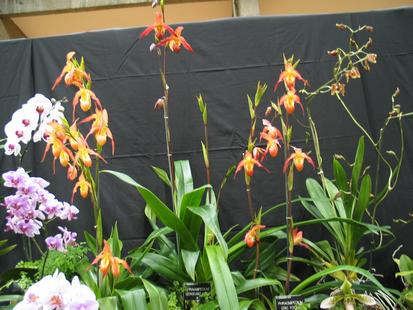 RHS International Orchid Show - Phragmipedium 
