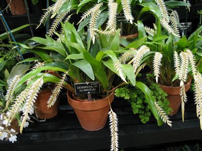 RHS International Orchid Show - Dendrochilum glumaceum
