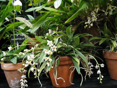 RHS International Orchid Show
