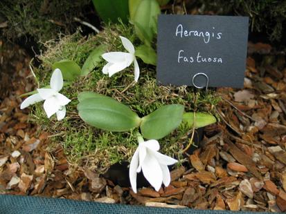 RHS International Orchid Show - Aerangis fastuosa
