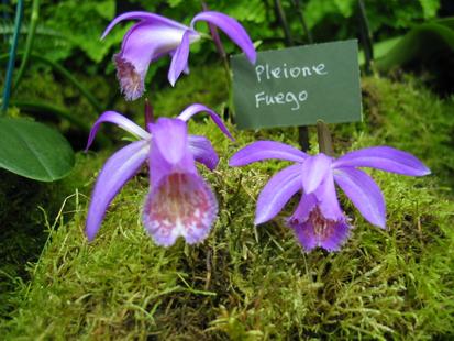 RHS International Orchid Show - Pleione fuego
