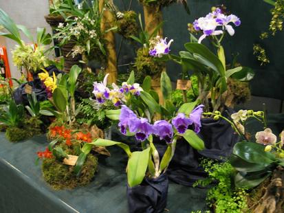 RHS International Orchid Show
