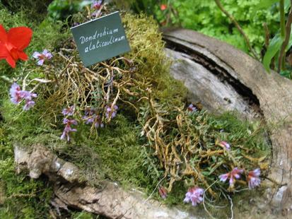 RHS International Orchid Show - Dendrobium alaticaulinum
