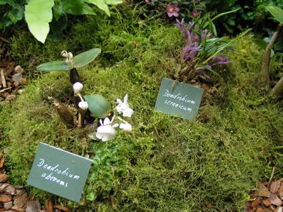 RHS International Orchid Show - Dendrobium abenans
