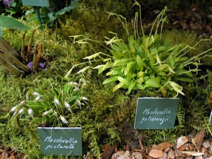 RHS International Orchid Show - Masdevalia picturata, Masdevalia gutierriezi
