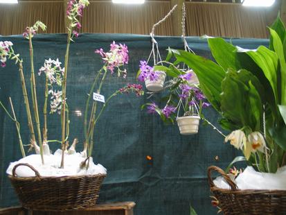 RHS International Orchid Show
