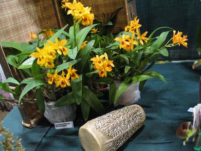 RHS International Orchid Show - Laleiocattleya Golddiger
