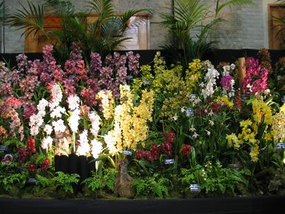 RHS International Orchid Show
