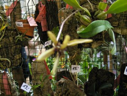 RHS International Orchid Show
