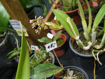 RHS International Orchid Show
