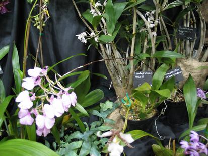 RHS International Orchid Show
