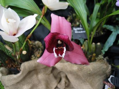 RHS International Orchid Show
